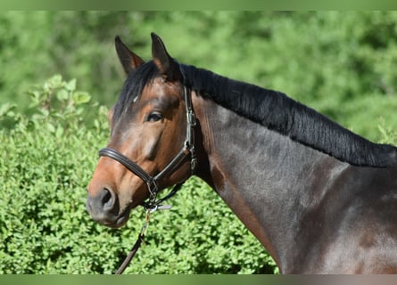 Hannoveraner, Wallach, 5 Jahre, 170 cm, Brauner
