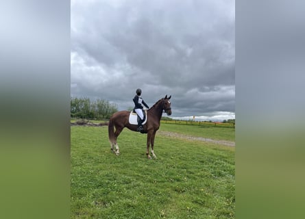 Hannoveraner, Wallach, 5 Jahre, 170 cm, Dunkelfuchs
