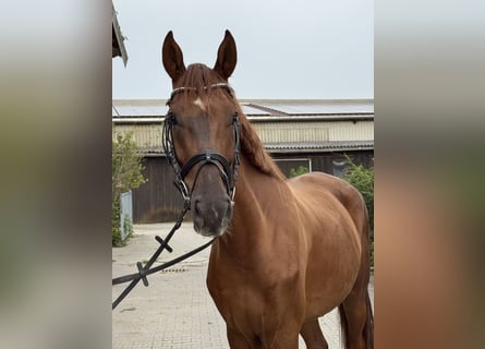 Hannoveraner, Wallach, 5 Jahre, 170 cm, Dunkelfuchs