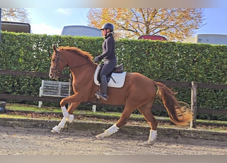 Hannoveraner, Wallach, 5 Jahre, 170 cm, Fuchs