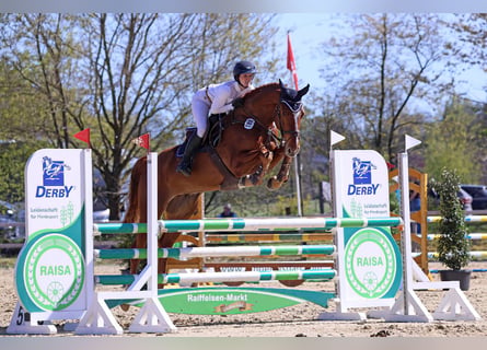 Hannoveraner, Wallach, 5 Jahre, 170 cm, Fuchs