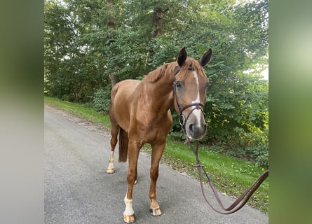 Hannoveraner, Wallach, 5 Jahre, 170 cm, Fuchs