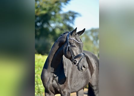 Hannoveraner, Wallach, 5 Jahre, 170 cm, Rappe