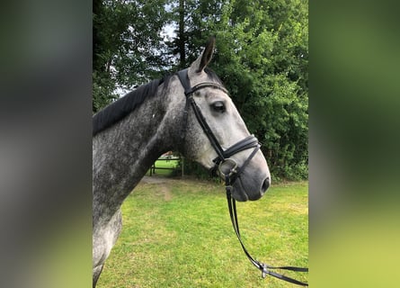 Hannoveraner, Wallach, 5 Jahre, 170 cm, Schimmel