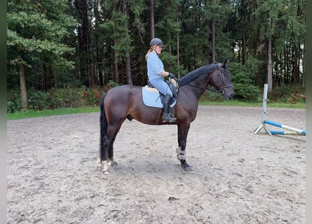 Hannoveraner, Wallach, 5 Jahre, 170 cm, Schwarzbrauner