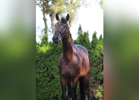Hannoveraner, Wallach, 5 Jahre, 170 cm, Schwarzbrauner
