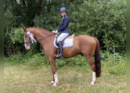 Hannoveraner, Wallach, 5 Jahre, 171 cm, Fuchs