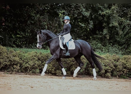 Hannoveraner, Wallach, 5 Jahre, 171 cm, Rappe