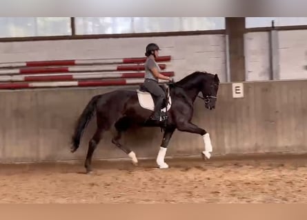 Hannoveraner, Wallach, 5 Jahre, 171 cm, Rappe