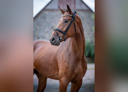 Hannoveraner, Wallach, 5 Jahre, 172 cm, Brauner