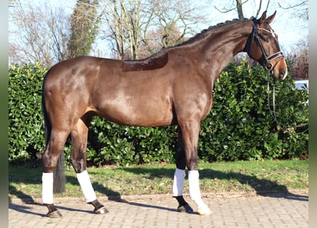 Hannoveraner, Wallach, 5 Jahre, 172 cm, Brauner