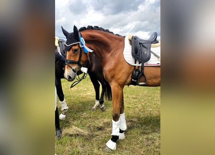 Hannoveraner, Wallach, 5 Jahre, 172 cm, Brauner