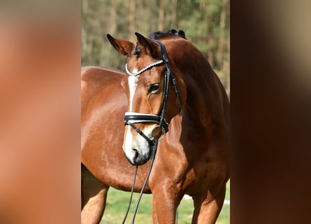 Hannoveraner, Wallach, 5 Jahre, 172 cm, Brauner
