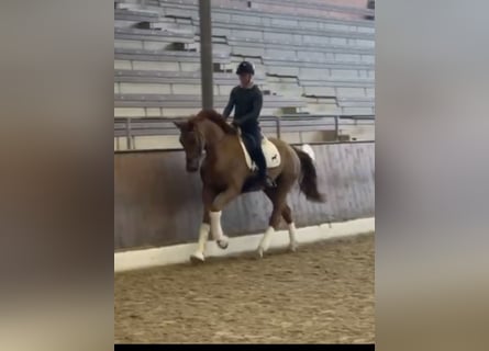 Hannoveraner, Wallach, 5 Jahre, 172 cm, Dunkelfuchs