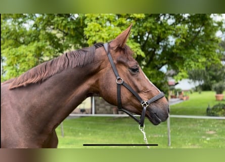Hannoveraner, Wallach, 5 Jahre, 172 cm, Dunkelfuchs