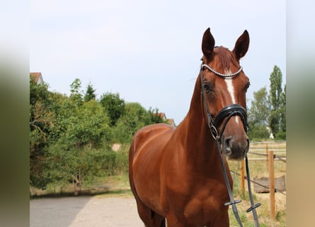 Hannoveraner, Wallach, 5 Jahre, 172 cm, Fuchs