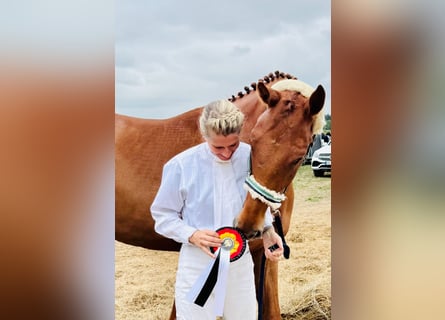 Hannoveraner, Wallach, 5 Jahre, 172 cm, Fuchs