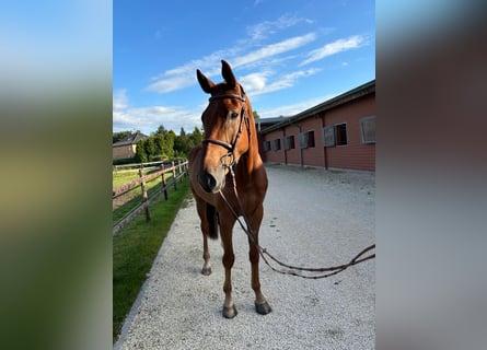 Hannoveraner, Wallach, 5 Jahre, 172 cm, Fuchs