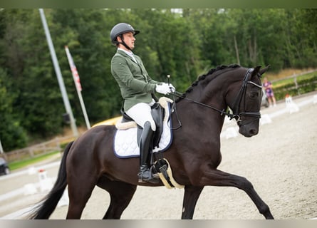 Hannoveraner, Wallach, 5 Jahre, 172 cm, Rappe