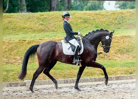 Hannoveraner, Wallach, 5 Jahre, 172 cm, Rappe