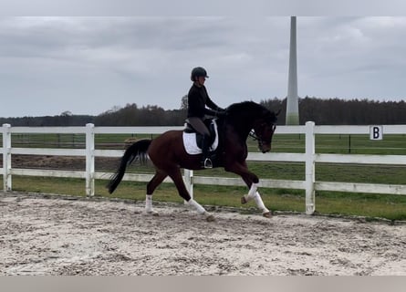 Hannoveraner, Wallach, 5 Jahre, 173 cm, Dunkelbrauner