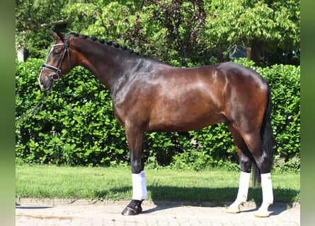 Hannoveraner, Wallach, 5 Jahre, 173 cm, Dunkelbrauner