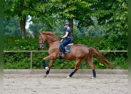 Hannoveraner, Wallach, 5 Jahre, 173 cm, Fuchs