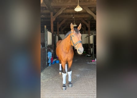 Hannoveraner, Wallach, 5 Jahre, 174 cm, Brauner