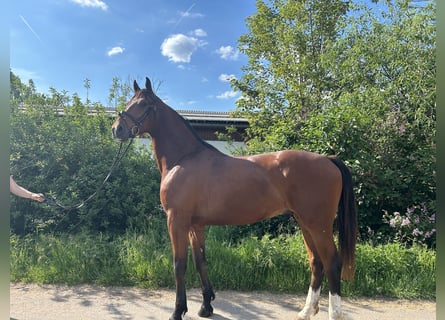 Hannoveraner, Wallach, 5 Jahre, 174 cm, Brauner