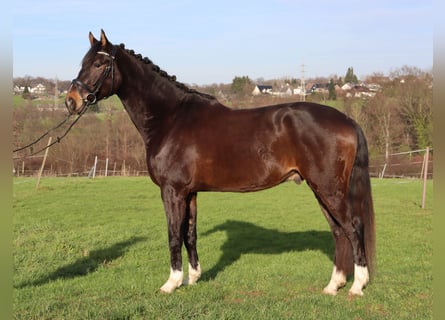 Hannoveraner, Wallach, 5 Jahre, 174 cm, Dunkelbrauner