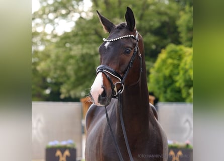 Hannoveraner, Wallach, 5 Jahre, 174 cm, Dunkelbrauner