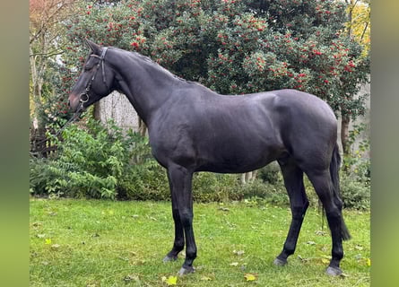 Hannoveraner, Wallach, 5 Jahre, 174 cm, Rappe