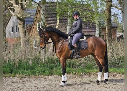 Hannoveraner, Wallach, 5 Jahre, 175 cm, Brauner