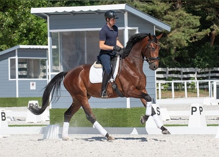 Hannoveraner, Wallach, 5 Jahre, 175 cm, Brauner