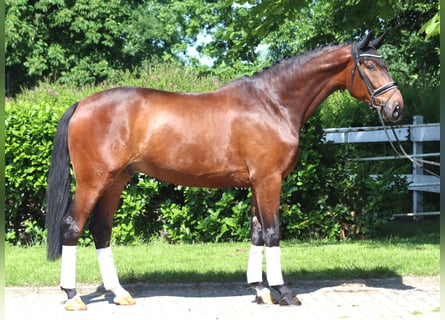 Hannoveraner, Wallach, 5 Jahre, 175 cm, Brauner
