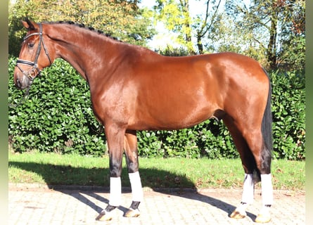 Hannoveraner, Wallach, 5 Jahre, 175 cm, Brauner