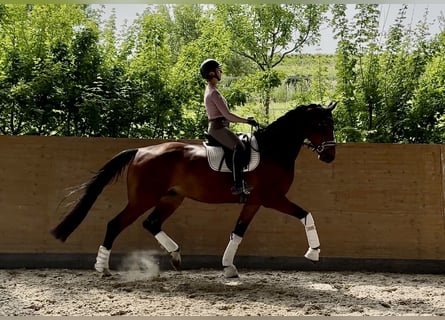 Hannoveraner, Wallach, 5 Jahre, 175 cm, Brauner