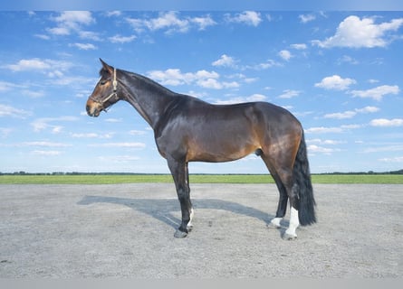 Hannoveraner, Wallach, 5 Jahre, 175 cm, Dunkelbrauner