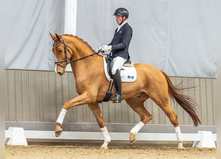 Hannoveraner, Wallach, 5 Jahre, 175 cm, Fuchs