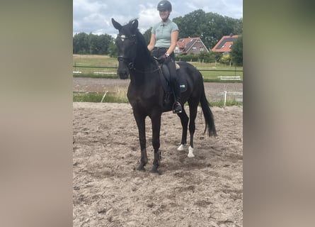 Hannoveraner, Wallach, 5 Jahre, 175 cm, Rappe