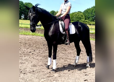 Hannoveraner, Wallach, 5 Jahre, 175 cm, Rappe