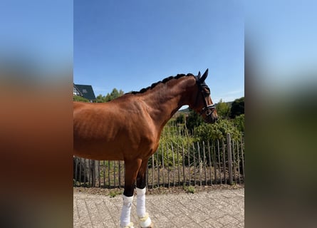Hannoveraner, Wallach, 5 Jahre, 176 cm, Brauner