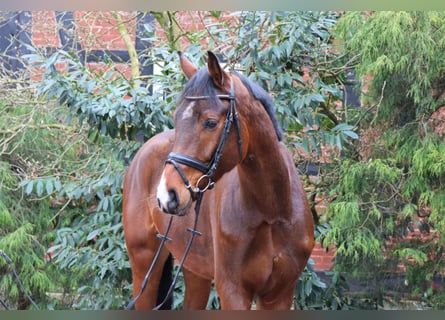 Hannoveraner, Wallach, 5 Jahre, 176 cm, Brauner