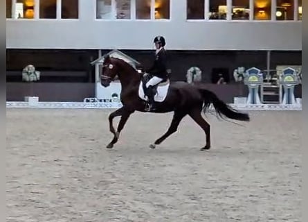 Hannoveraner, Wallach, 5 Jahre, 176 cm, Dunkelfuchs
