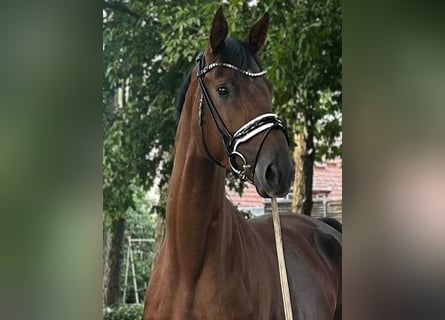 Hannoveraner, Wallach, 5 Jahre, 176 cm, Dunkelfuchs