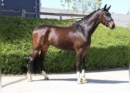 Hannoveraner, Wallach, 5 Jahre, 177 cm, Dunkelbrauner