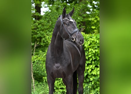 Hannoveraner, Wallach, 5 Jahre, 177 cm, Rappe