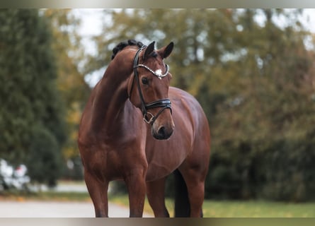 Hannoveraner, Wallach, 5 Jahre, 178 cm, Brauner
