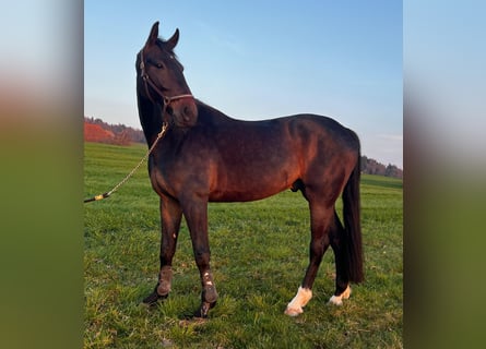 Hannoveraner, Wallach, 5 Jahre, 178 cm, Dunkelbrauner