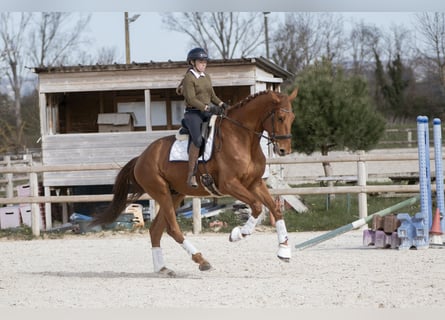 Hannoveraner, Wallach, 5 Jahre, 178 cm, Fuchs